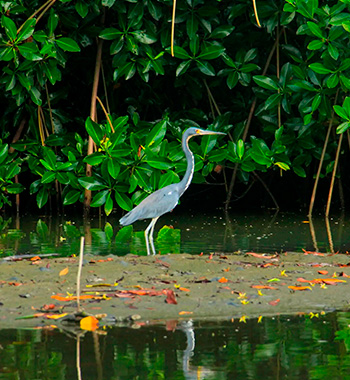 Avistamiento de aves
