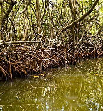 Manglares pueblo de pescadores