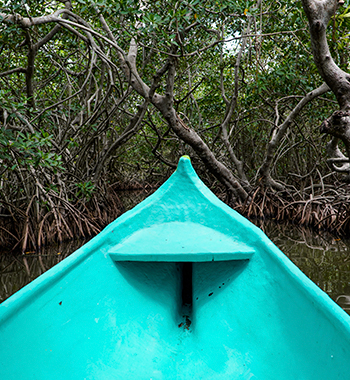 Avistamiento de aves